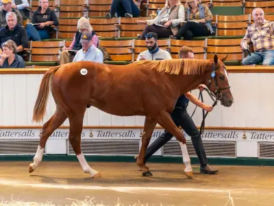 Tattersalls Book 1 Sale Masks Racing's Financial Reality