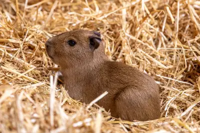 Three capybara pups born at Edinburgh Zoo months after Bru's fame