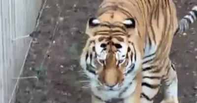 Tiger Attack Witness Describes Final Moments Before Man's Death