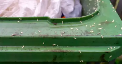 Two natural items to stop flies and maggots in wheelie bins