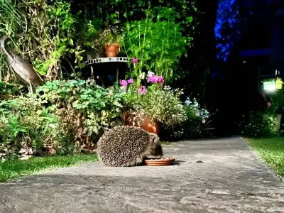 UK urged to leave 50g food out for hedgehogs this autumn