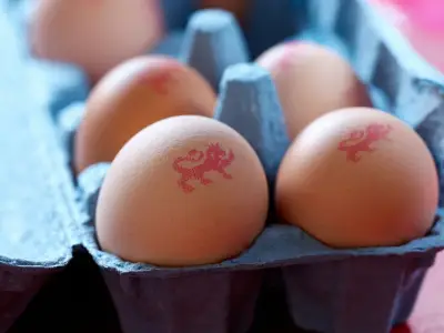 UK warning: Dispose of eggs from Ukraine over salmonella risk