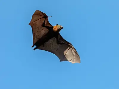 Urgent bat virus warning after 43 bitten in NSW in two weeks