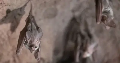 Urgent bat virus warning after 43 people bitten in NSW