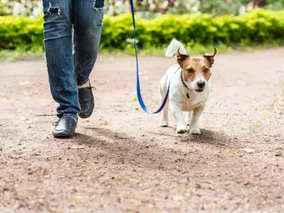 Vet reveals daily dog walking times for puppies, adults and seniors