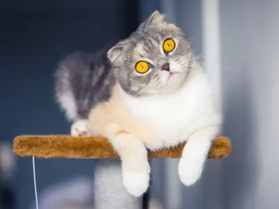 Vet reveals four cat breeds he'd never adopt, including Scottish Fold