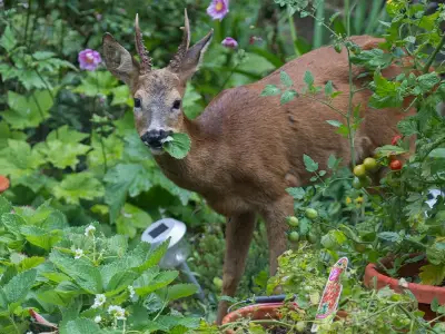 Vet warns: keeping muntjac or roe deer out of your garden has legal limits