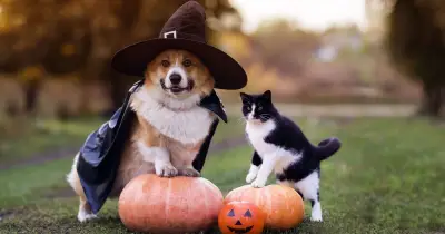 Vet warns UK pet owners of hidden Halloween dangers for dogs and cats