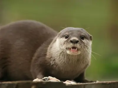 Washington Wetland Centre mourns Musa the 17-year-old otter