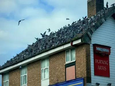 Wavertree Road's 'grass pigeons' mystery solved: They're being fed