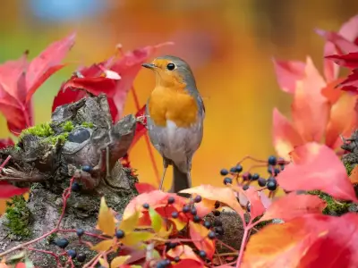 Welsh gardeners urged to feed robins mealworms this autumn