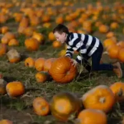 Why your pumpkins may be smaller this Halloween after record summer