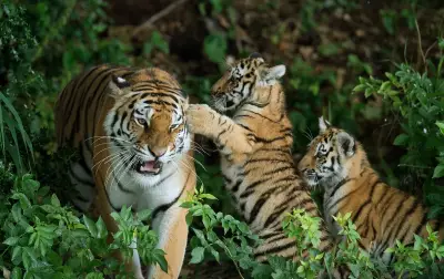 Wildlife park visitor dies after tiger attack in enclosure