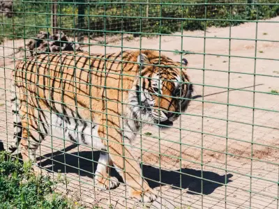Witnesses describe man's final moments before tiger attack at Yorkshire Wildlife Park