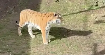 Witness's 'Oh My God' as man approached tiger before fatal attack