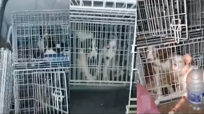 Woman banned from keeping animals after 21 dogs found in filthy caravan