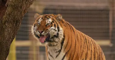 Woman describes final photo of man killed by tiger at Yorkshire Wildlife Park