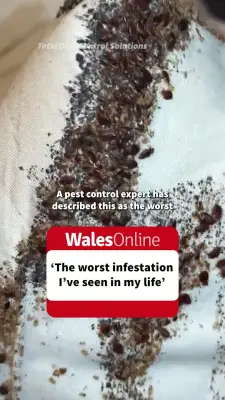 Worst bedbug outbreak in decades: millions found in Cardiff home