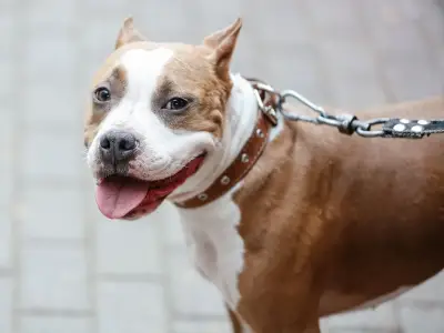XL Bully owners can now apply to withdraw exemption certificates