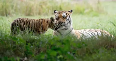 Yorkshire Wildlife Park closed after man dies in tiger enclosure