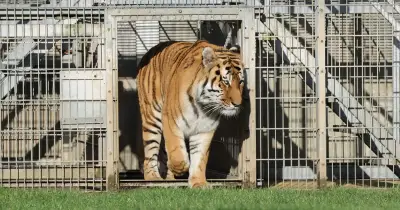 Yorkshire Wildlife Park issues new message after tiger attack reopening
