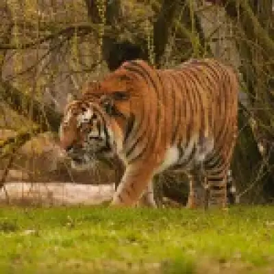 Yorkshire Wildlife Park reveals tiger's fate after man killed in enclosure