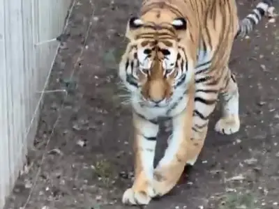 Yorkshire Wildlife Park to reopen after tiger attack shuts attraction