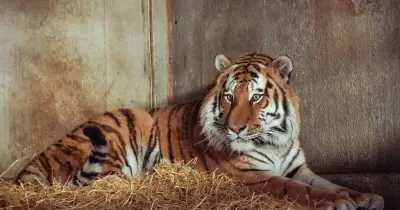 Yorkshire Wildlife Park to Reopen After Tiger Attack; Tiger Safe