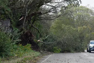 Young driver killed as tree crushes car in north London