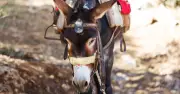 1 in 5 Brits Can't Identify Working Animals, Charity Survey Finds