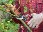 3 plants to prune and 6 gardening tasks to finish before October ends