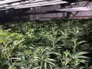 600-plant cannabis farm found in Chester-le-Street, one arrested