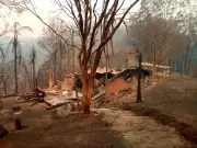 94% of NSW homes lost in black summer fires were within 100m of vegetation