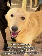 Abused puppy Fernando seeks loving UK home after cruel rescue
