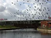 Aldi, Morrisons, Tesco told to 'get act together' over canal trolleys