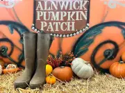 Alnwick Pumpkin Patch cancels 2026 season due to dry weather