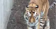 Altai the Amur tiger: Calm big cat at centre of Yorkshire Wildlife Park tragedy