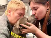 Autism therapy dog dies after suspected weedkiller poisoning