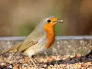 Autumn Birds Visit Gardens If Seeds and Peanuts Are Put Out
