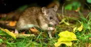 Avoid Leaving This Kitchen Item Out to Keep Rats Away