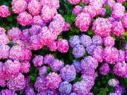 Avoid pruning hydrangeas in autumn to protect next year's blooms