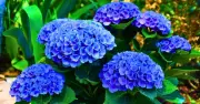 Avoid This October Hydrangea Pruning Mistake for Healthier Blooms