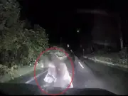 Bear charges car and bites bonnet after cub appears on Hokkaido road
