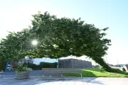 Bendy Tree in Northern Ireland wins UK Tree of the Year 2026