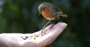 Bird experts reveal how to attract robins to your garden this autumn