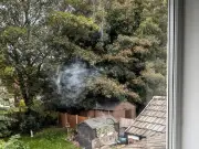 Bird flew into my window: how to stop window strikes