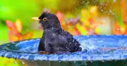 Birdbaths: 10-minute October task to attract more birds
