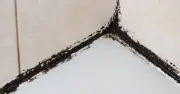Black mould on silicone sealants banished overnight with 45p ingredient