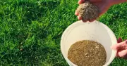B&Q grass seed 'unbelievable' results in 7 days for autumn lawns