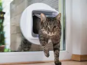 Cat owners told to make cat flap and door changes before November